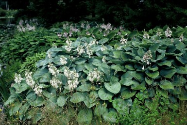 Hosta bleu Hosta sieboldiana 'Elegans' 5-10 Pot 9x9 cm (P9)