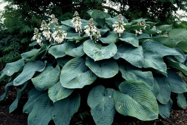 Hosta bleu Hosta sieboldiana 'Elegans' 5-10 Pot 9x9 cm (P9)