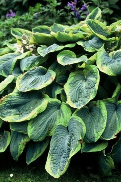 Hosta bleu Hosta sieboldiana 'Frances Williams' 10-15 Pot 2 l (C2) Hosta sieboldiana 'Frances Williams'