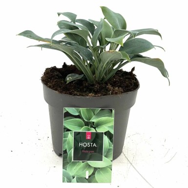 Funkia Hosta tardiana 'Halcyon' 10-15 Pot 2 l (C2) Hosta tardiana 'Halcyon'