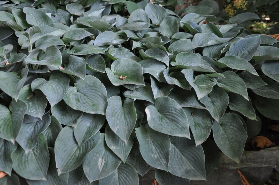 Funkia Hosta tardiana 'Halcyon' 10-15 Pot 2 l (C2) Hosta tardiana 'Halcyon'