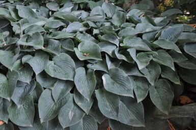 Funkia Hosta tardiana 'Halcyon' 5-10 Pot 9x9 cm (P9) Hosta tardiana 'Halcyon'