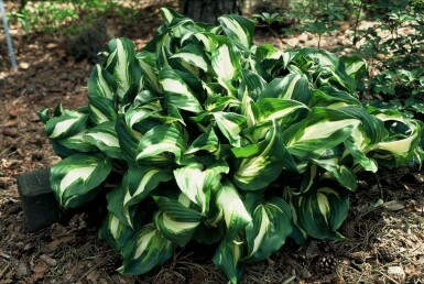 Funkia Hosta undulata 'Mediovariegata' 10-15 Pot 2 l (C2) Hosta undulata 'Mediovariegata'