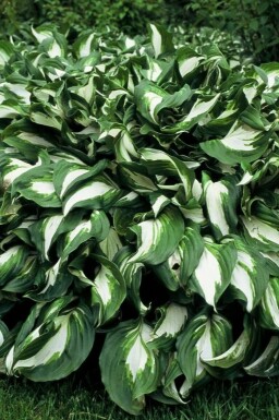 Funkia Hosta undulata 'Mediovariegata' 5-10 Pot 9x9 cm (P9) Hosta undulata 'Mediovariegata'