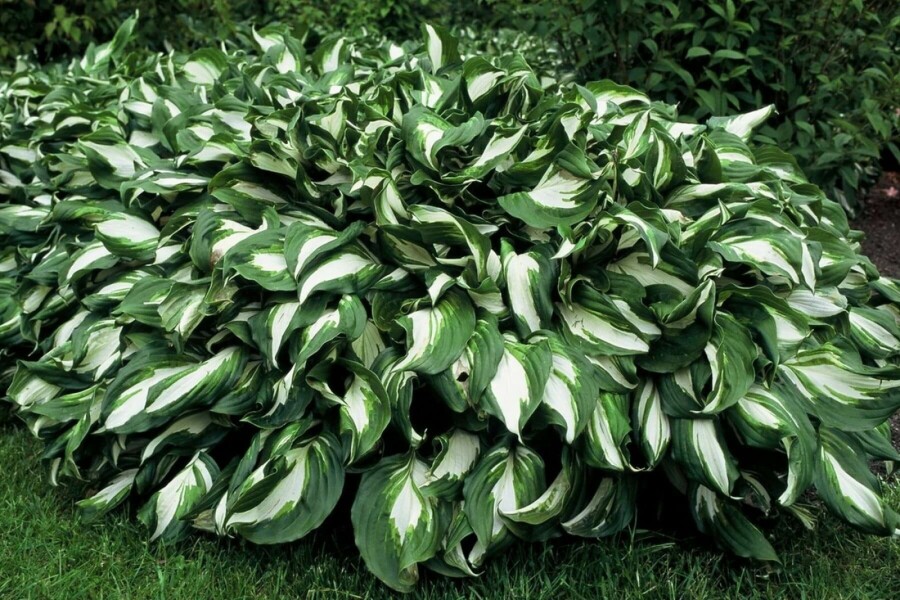 Funkia Hosta undulata 'Mediovariegata' 5-10 Pot 9x9 cm (P9) Hosta undulata 'Mediovariegata'
