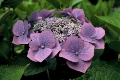 Hydrangelle hortensia Hydrangea macrophylla 'Blaumeise' Arbuste 30-40 Pot 10 l (C10) Hydrangea macrophylla 'Blaumeise' arbuste 30-40 cm