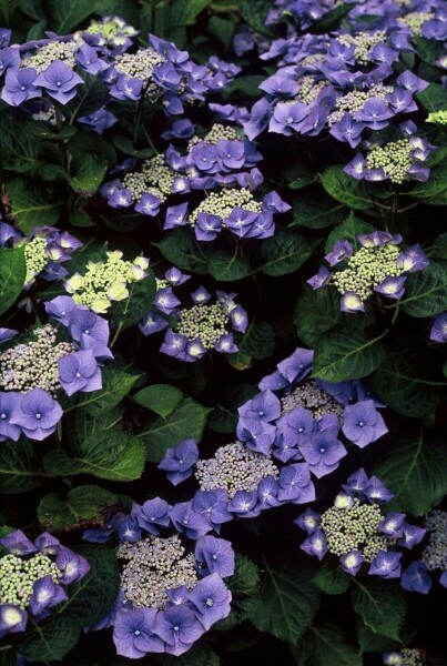 Hydrangelle hortensia Hydrangea macrophylla 'Blaumeise' Arbuste 20-30 Pot 2 l (C2) Hydrangea macrophylla 'Blaumeise' arbuste 20-30 cm