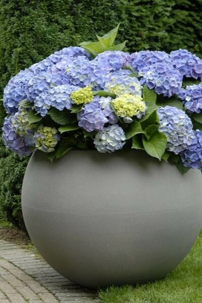 Hydrangelle hortensia Hydrangea macrophylla 'Forever & Ever® Blue' Arbuste 40-60 Pot 12 l (C12) Hydrangea macrophylla 'Forever & Ever® Blue' arbuste 40-60 cm