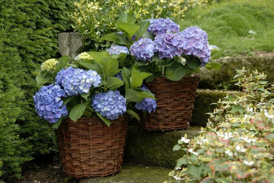 Hydrangelle hortensia Hydrangea macrophylla 'Forever & Ever® Blue' Arbuste 40-60 Pot 12 l (C12) Hydrangea macrophylla 'Forever & Ever® Blue' arbuste 40-60 cm