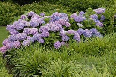 Hydrangelle hortensia Hydrangea macrophylla 'Forever & Ever® Blue' Arbuste 40-60 Pot 12 l (C12) Hydrangea macrophylla 'Forever & Ever® Blue' arbuste 40-60 cm