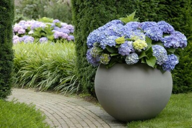 Hydrangelle hortensia Hydrangea macrophylla 'Forever & Ever® Blue' Arbuste 30-40 Pot 5 l (C5)