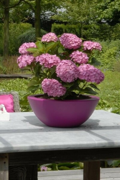 Hydrangelle hortensia Hydrangea macrophylla 'Forever & Ever® Pink' Arbuste 30-40 Pot 5 l (C5) Hydrangea macrophylla 'Forever & Ever® Pink' arbuste 30-40 cm