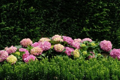 Hydrangelle hortensia Hydrangea macrophylla 'Forever & Ever® Pink' Arbuste 30-40 Pot 5 l (C5) Hydrangea macrophylla 'Forever & Ever® Pink' arbuste 30-40 cm