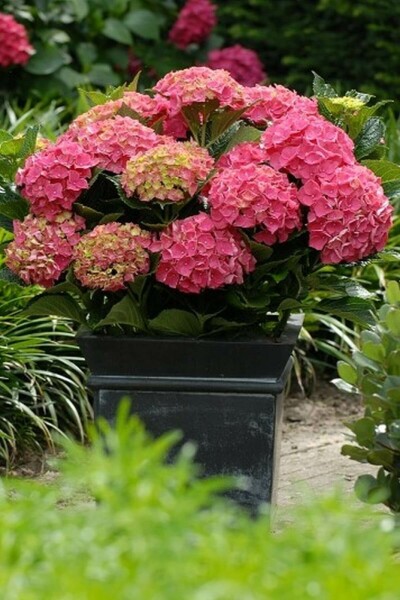 Hydrangelle hortensia Hydrangea macrophylla 'Forever & Ever® Red' Arbuste 30-40 Pot 5 l (C5) Hydrangea macrophylla 'Forever & Ever® Red' arbuste 30-40 cm
