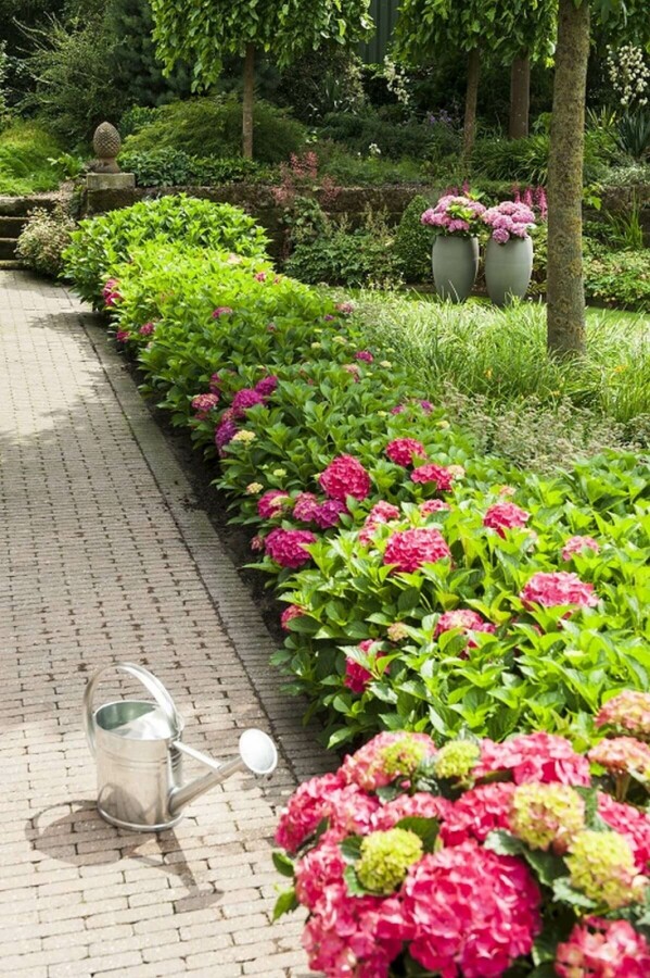 Hydrangelle hortensia Hydrangea macrophylla 'Forever & Ever® Red' Arbuste 30-40 Pot 5 l (C5) Hydrangea macrophylla 'Forever & Ever® Red' arbuste 30-40 cm