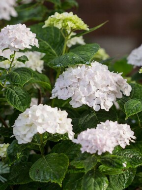 Hydrangea macrophylla 'The Bride'