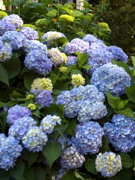 Hydrangelle hortensia Hydrangea macrophylla 'The Original Blue' Arbuste 10-15 Pot 1,5 l (C1,5) Hydrangea macrophylla 'The Original Blue' arbuste 10-15 cm