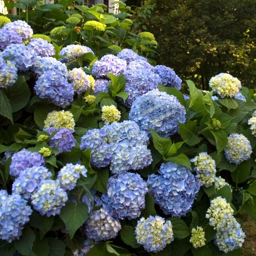 Hydrangelle hortensia Hydrangea macrophylla 'The Original Blue' Arbuste 10-15 Pot 1,5 l (C1,5) Hydrangea macrophylla 'The Original Blue' arbuste 10-15 cm