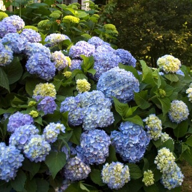 Hydrangelle hortensia Hydrangea macrophylla 'The Original Blue' Arbuste 10-15 Pot 1,5 l (C1,5) Hydrangea macrophylla 'The Original Blue' arbuste 10-15 cm