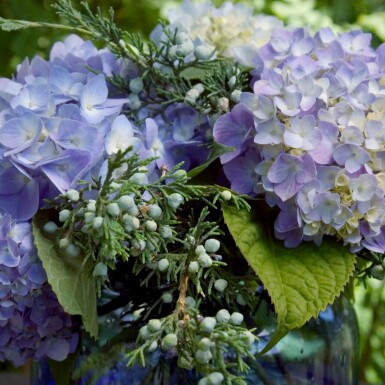 Hydrangelle hortensia Hydrangea macrophylla 'The Original Blue' Arbuste 10-15 Pot 1,5 l (C1,5) Hydrangea macrophylla 'The Original Blue' arbuste 10-15 cm