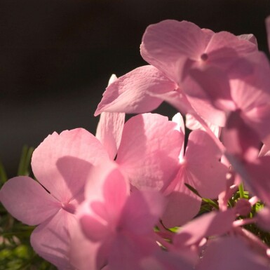Hydrangelle hortensia Hydrangea macrophylla 'The Original Pink' Arbuste 10-15 Pot 1,5 l (C1,5)