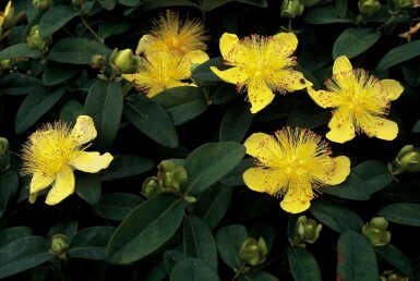 Millepertuis calycinal Hypericum calycinum 5-10 Pot 9x9 cm (P9)