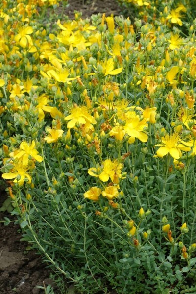 Millepertuis du mont Olympe Hypericum olympicum 'Grandiflorum' 5-10 Pot 9x9 cm (P9) Hypericum olympicum 'Grandiflorum'