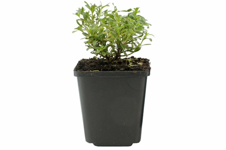 Ibéride toujours verte Iberis sempervirens 'Snowflake' 5-10 Pot 9x9 cm (P9) Iberis sempervirens 'Snowflake'