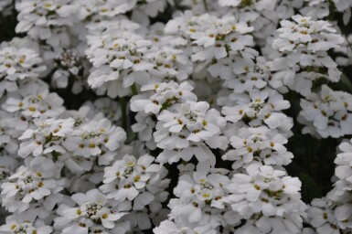 Ibéride toujours verte Iberis sempervirens 'Snowflake' 5-10 Pot 9x9 cm (P9)