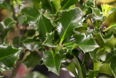 Ilex × meserveae 'Blue Angel' C2 20-30