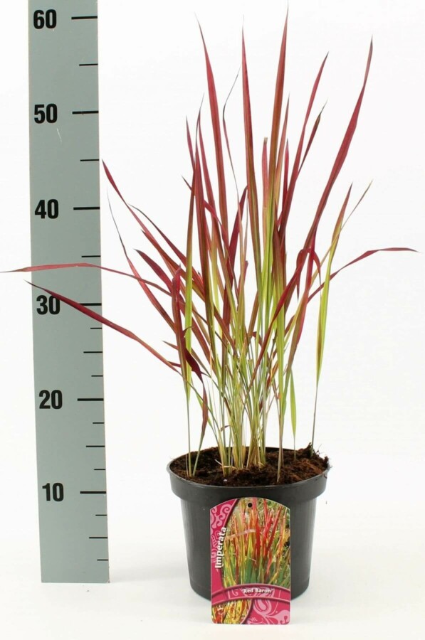 Impérate cylindrique Imperata cylindrica 'Red Baron' 10-15 Pot 2 l (C2) Imperata cylindrica 'Red Baron'