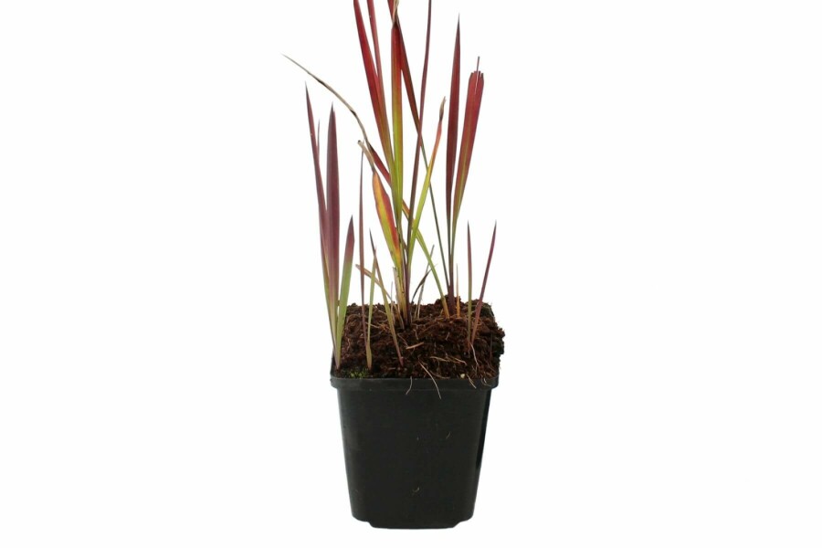 Impérate cylindrique Imperata cylindrica 'Red Baron' 5-10 Pot 9x9 cm (P9) Imperata cylindrica 'Red Baron'