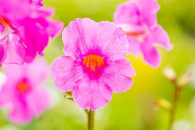 Incarvillée de Delavay Incarvillea delavayi 5-10 Pot 9x9 cm (P9) Incarvillea delavayi