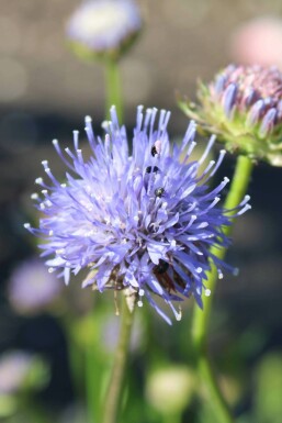 Jasione lisse Jasione laevis 'Blaulicht' 5-10 Pot 9x9 cm (P9) Jasione laevis 'Blaulicht'