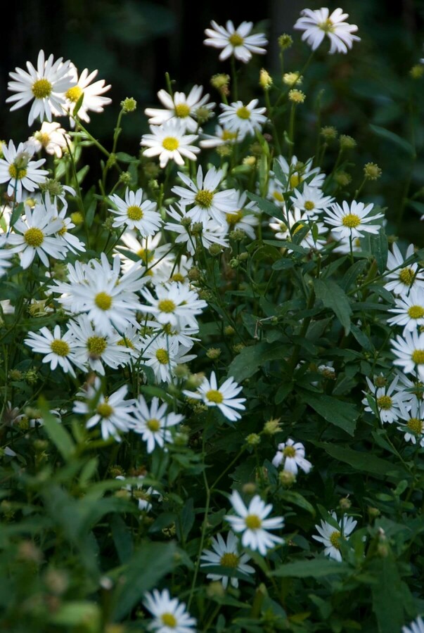 Kalimeris incisée 'alba' Kalimeris incisa 'Alba' 5-10 Pot 9x9 cm (P9) Kalimeris incisa 'Alba'