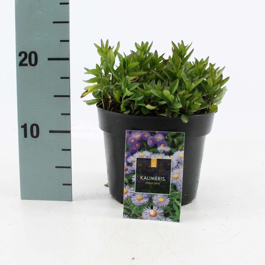 Kalimeris incisée 'alba' Kalimeris incisa 'Nana Blue' 10-15 Pot 2 l (C2) Kalimeris incisa 'Nana Blue'