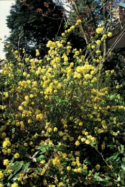 Kerrie du Japon Kerria japonica 'Pleniflora' Arbuste 20-30 Pot 1,5 l (C1,5)