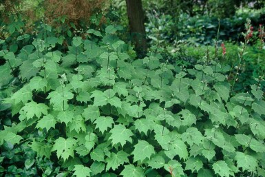 Kirengeshoma Kirengeshoma palmata 5-10 Pot 9x9 cm (P9)