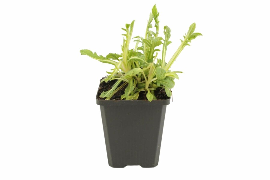 Petite scabieuse de Macédoine Knautia macedonica 5-10 Pot 9x9 cm (P9) Knautia macedonica