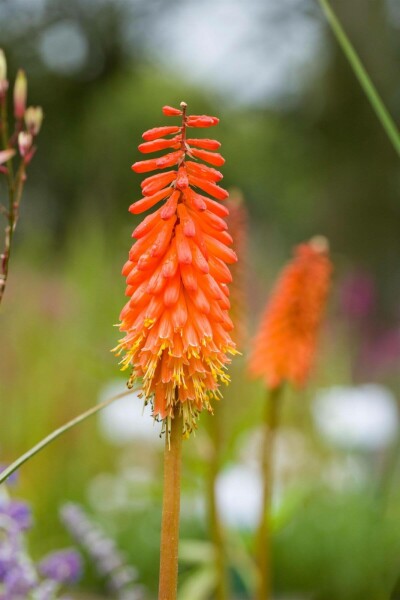Kniphofie Kniphofia 'Alcazar' 5-10 Pot 9x9 cm (P9) Kniphofia 'Alcazar'