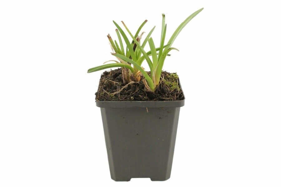 Kniphofie Kniphofia 'Alcazar' 5-10 Pot 9x9 cm (P9) Kniphofia 'Alcazar'