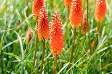 Kniphofie Kniphofia 'Alcazar' 5-10 Pot 9x9 cm (P9) Kniphofia 'Alcazar'