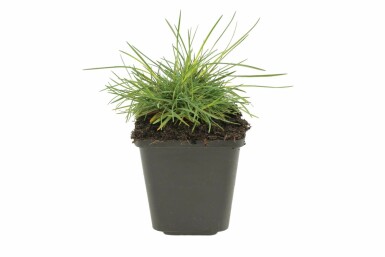 Koélérie glauque Koeleria glauca 5-10 Pot 9x9 cm (P9) Koeleria glauca
