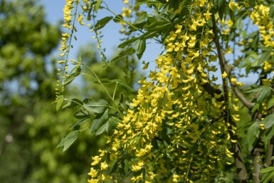 Aubour de Waterer Laburnum × watereri 'Vossii' Arbuste 100-125 Pot 12 l (C12)