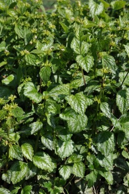 Lamier jaune Lamium galeobdolon 'Florentinum' 5-10 Pot 9x9 cm (P9)