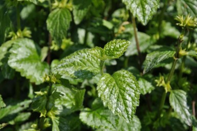 Lamier jaune Lamium galeobdolon 'Florentinum' 5-10 Pot 9x9 cm (P9)