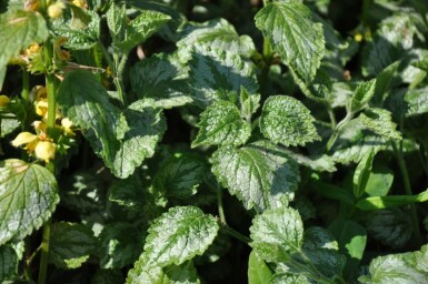 Lamier jaune Lamium galeobdolon 'Florentinum' 5-10 Pot 9x9 cm (P9)