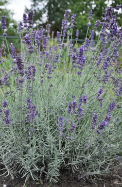 Lavande à feuilles étroites Lavandula angustifolia 'Hidcote' 5-10 Pot 9x9 cm (P9)