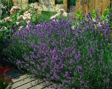 Lavande à feuilles étroites Lavandula angustifolia 'Munstead' 10-15 Pot 2 l (C2) Lavandula angustifolia 'Munstead'