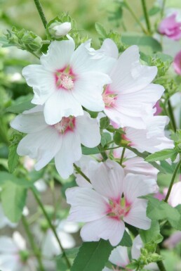 Mauve Lavatera 'Barnsley' 5-10 Pot 9x9 cm (P9) Lavatera 'Barnsley'